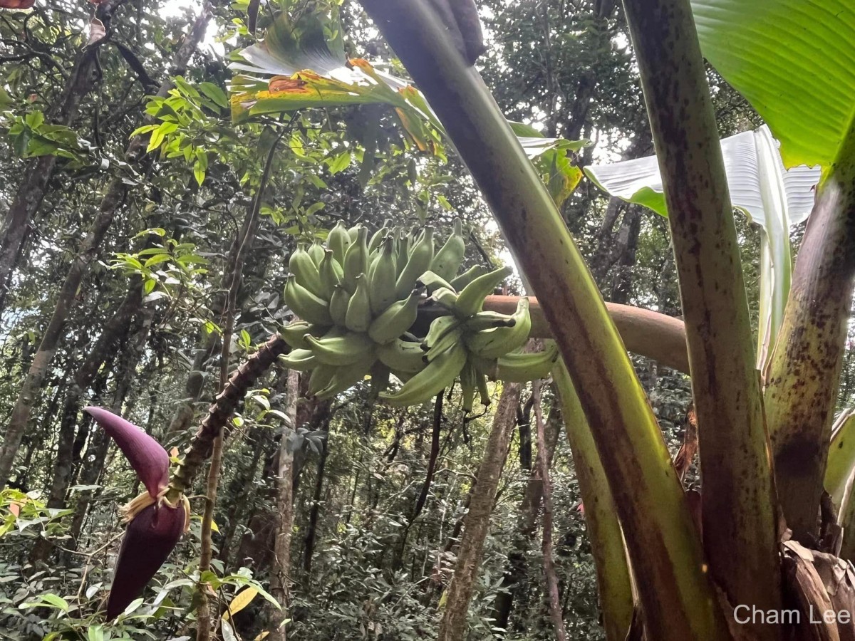 Musa acuminata Colla